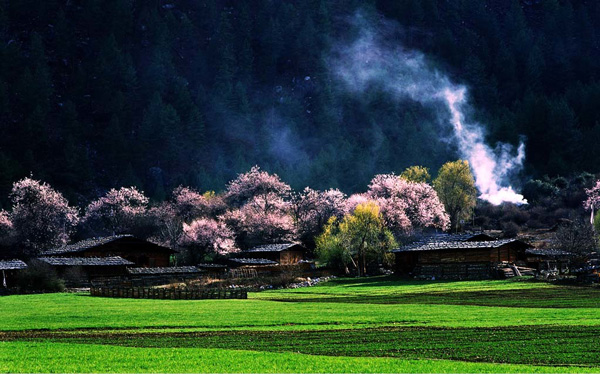 川藏線(xiàn)旅遊租車(chē)邂逅最美桃花(huā)林