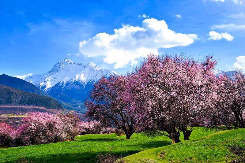 今年林芝桃花(huā)節開幕式是什麽時間