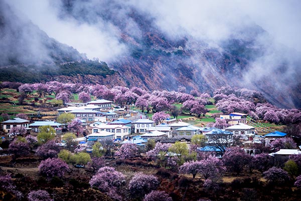 桃花(huā).jpg