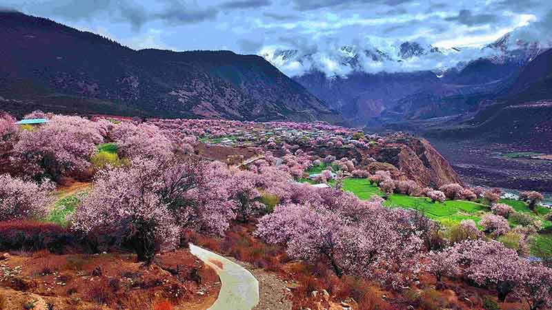 林芝桃花(huā)節3.jpg