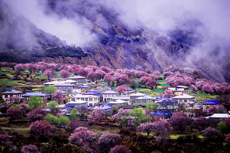 林芝桃花(huā).jpg