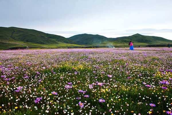 俄木(mù)塘草(cǎo)原花(huā)海