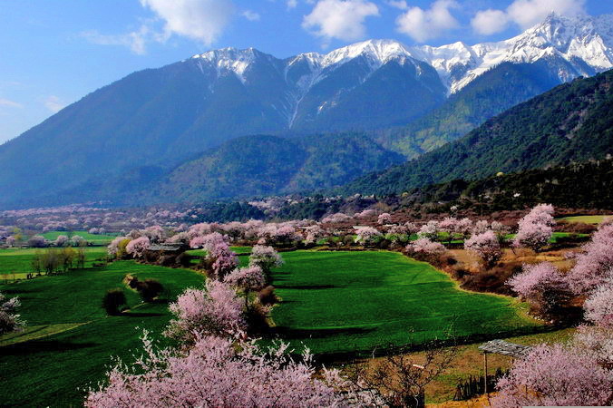 林芝桃花(huā)金川梨花(huā)“花(huā)花(huā)世界”攝影之旅11日遊